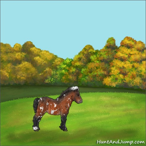 Horse Color:White Spotted Bay Appaloosa 