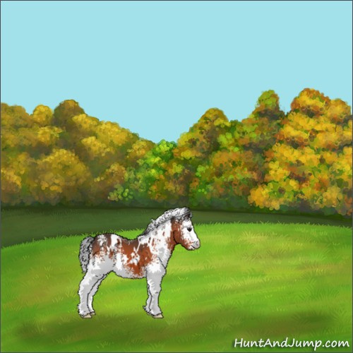 Horse Color:White Spotted Brown 