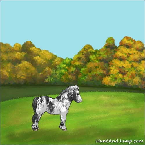 Horse Color:White Spotted Black 