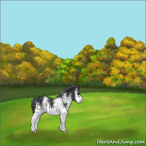 Horse Color:White Spotted Black Appaloosa 