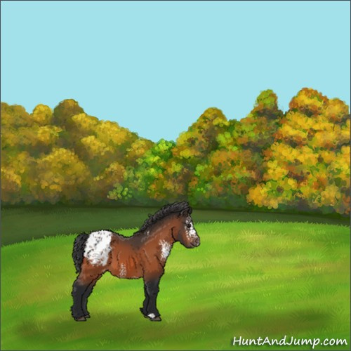 Horse Color:White Spotted Brown Appaloosa 