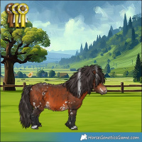 Horse Color:White Spotted Bay 