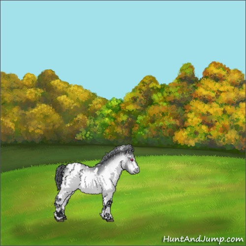 Horse Color:White Spotted Brown Chinchilla Appaloosa 