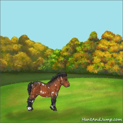 Horse Color:White Spotted Brown 