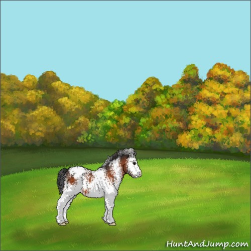 Horse Color:White Spotted Brown Appaloosa 