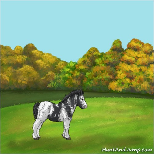 Horse Color:White Spotted Black Appaloosa 