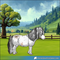 Horse Color:White Spotted Bay 