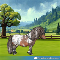 Horse Color:White Spotted Bay Appaloosa 