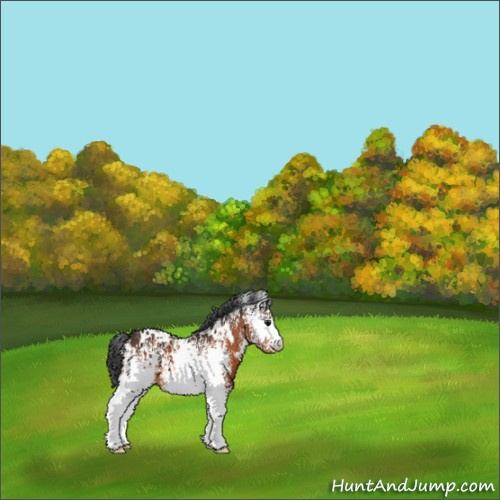Horse Color:White Spotted Bay 