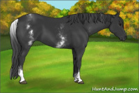 Horse Color:White Spotted Black 