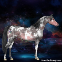 Horse Color:White Spotted Brown Chinchilla Roan 
