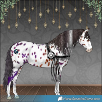 Horse Color:Brown Appaloosa 