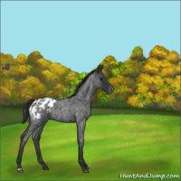 Horse Color:Blue Roan Appaloosa