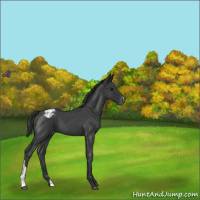 Horse Color:Blue Roan Appaloosa