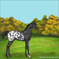Horse Color:Blue Roan Appaloosa