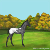 Horse Color:Blue Roan Snowcap 