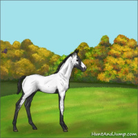Horse Color:Blue Roan Appaloosa Rabicano 