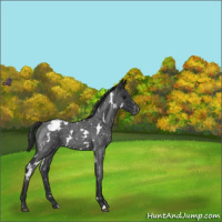 Horse Color:White Spotted Blue Roan Snowflake Varnish