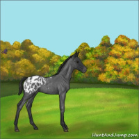 Horse Color:Blue Roan Appaloosa 