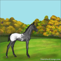 Horse Color:Blue Roan Snowcap