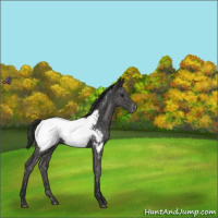 Horse Color:Blue Roan Snowcap 