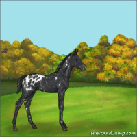 Horse Color:White Spotted Black Appaloosa 