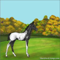 Horse Color:Black Tobiano Appaloosa 