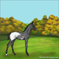 Horse Color:Blue Roan Snowcap 