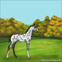 Horse Color:Blue Roan Near Leopard 