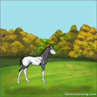 Horse Color:Blue Roan Splash Frame Appaloosa 