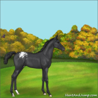 Horse Color:Blue Roan Varnish 