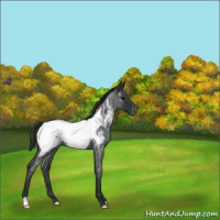 Horse Color:Blue Roan Appaloosa 