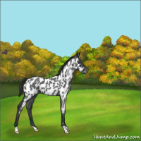 Horse Color:Blue Roan Near Leopard 