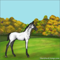 Horse Color:Blue Roan Near Fewspot 