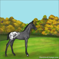 Horse Color:Blue Roan Appaloosa 