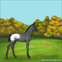 Horse Color:Blue Roan Appaloosa