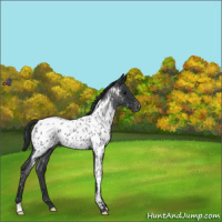 Horse Color:Blue Roan Appaloosa 