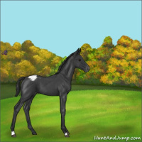 Horse Color:Blue Roan Appaloosa 