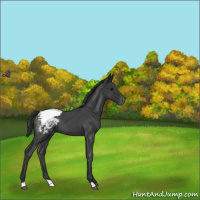Horse Color:Blue Roan Appaloosa 