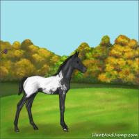 Horse Color:Blue Roan Appaloosa