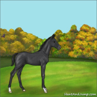 Horse Color:Blue Roan Varnish 