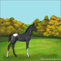 Horse Color:Blue Roan Varnish 