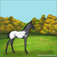 Horse Color:Blue Roan Appaloosa 