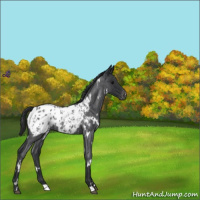 Horse Color:White Spotted Blue Roan Blanket 