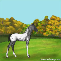 Horse Color:Blue Roan Tobiano Appaloosa