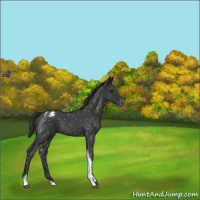 Horse Color:Blue Roan Tobiano Snowflake Varnish