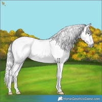 Horse Color:Gray Amber Champagne Dun Tobiano 