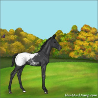 Horse Color:Blue Roan Varnish 