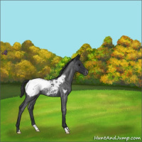 Horse Color:Blue Roan Snowcap Rabicano 