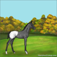 Horse Color:Blue Roan Snowcap 